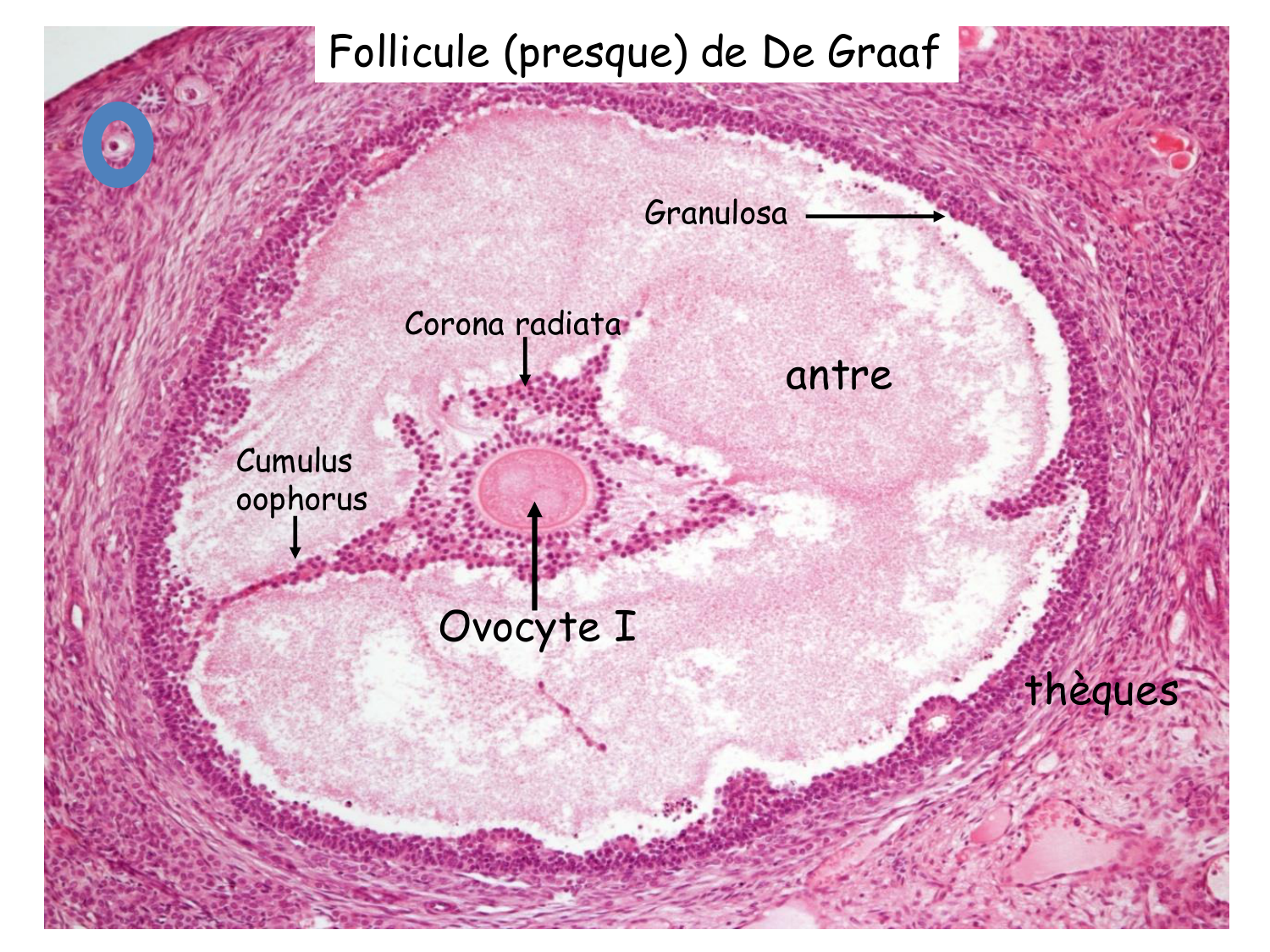 Physiologie reproductive féminine page 14