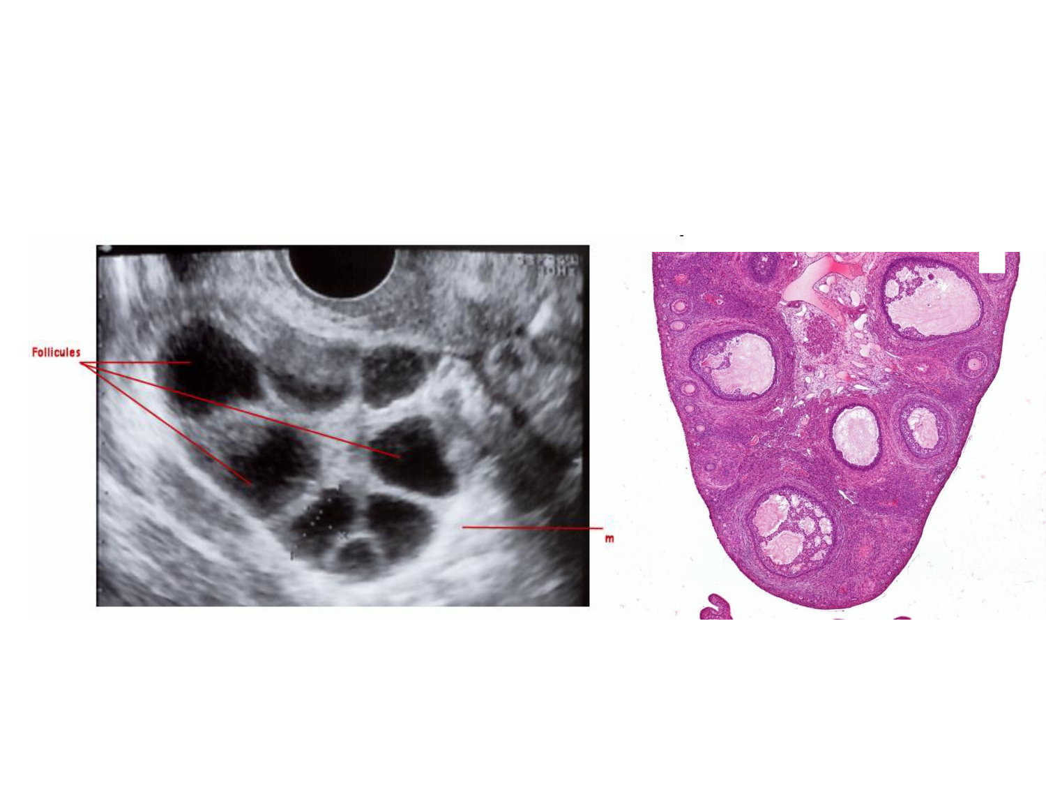 Physiologie reproductive féminine page 15