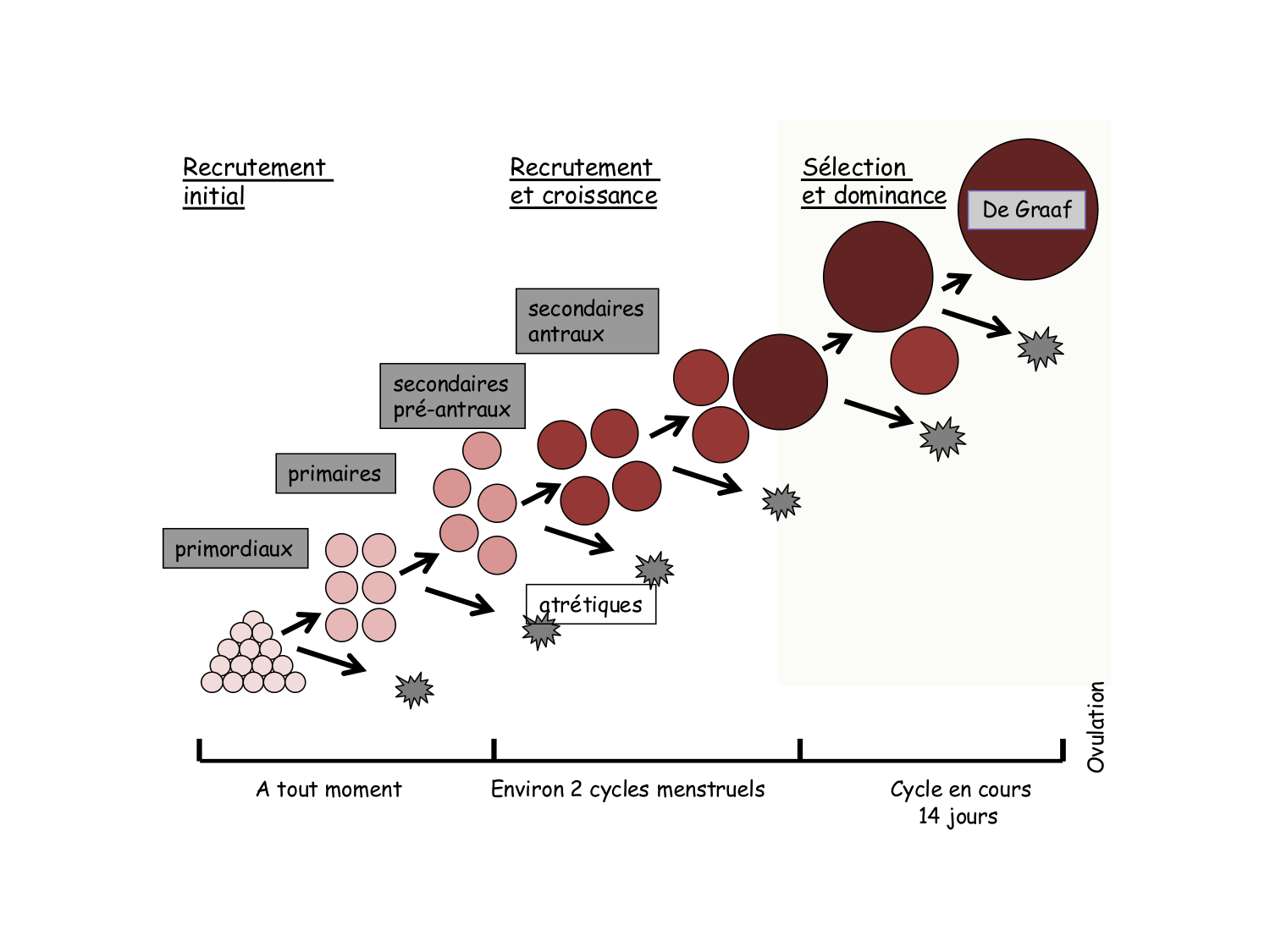 Physiologie reproductive féminine page 16