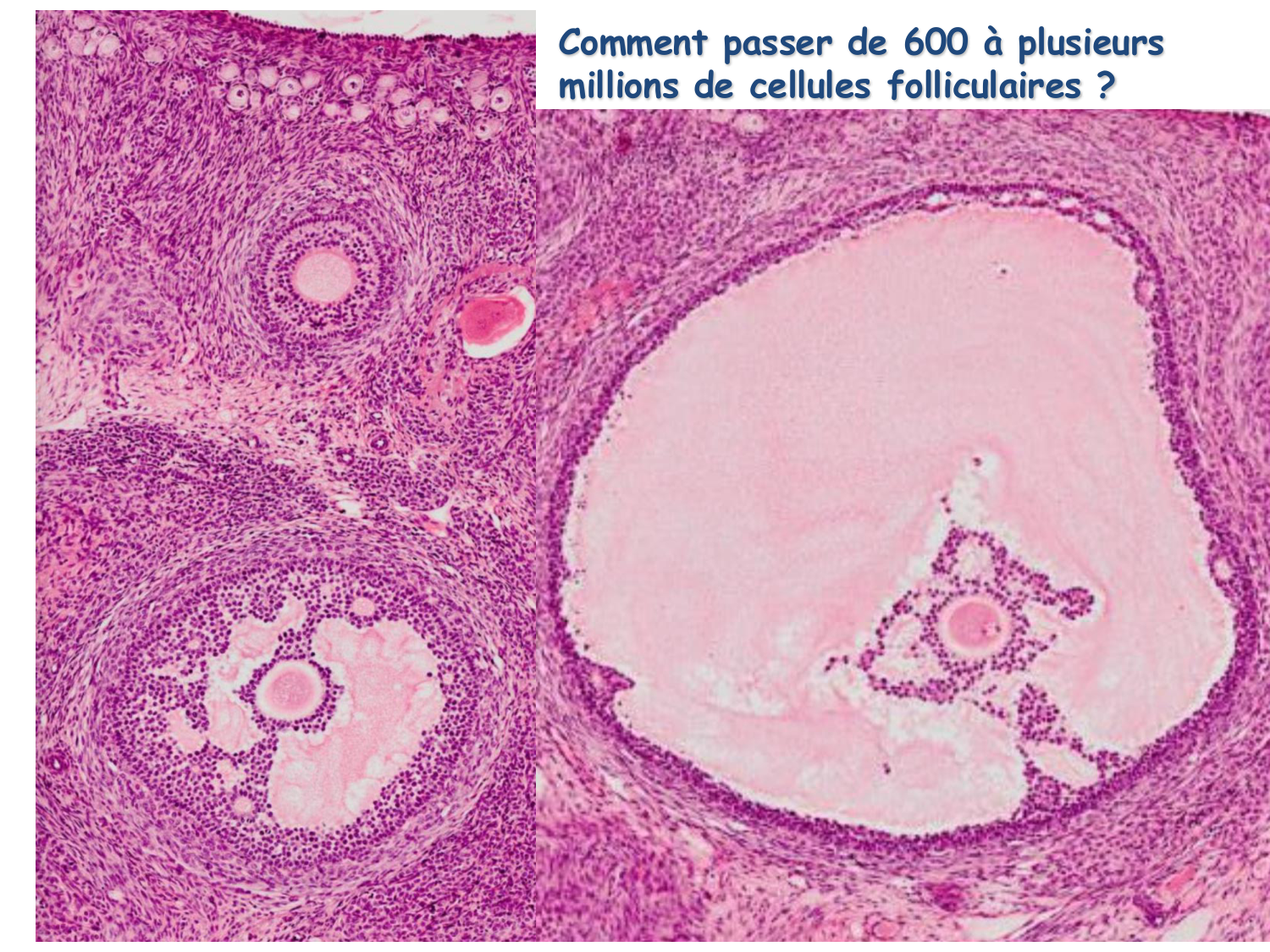 Physiologie reproductive féminine page 17
