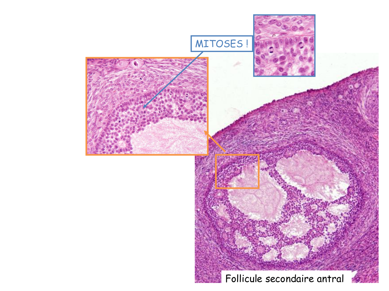 Physiologie reproductive féminine page 18