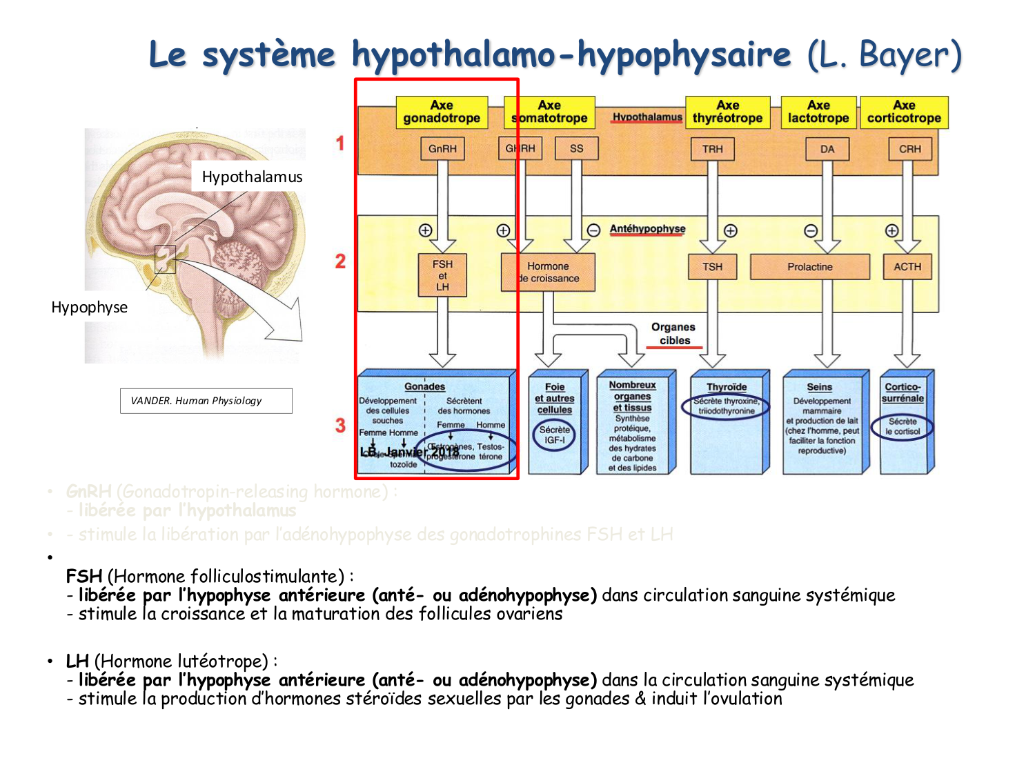 Physiologie reproductive féminine page 19