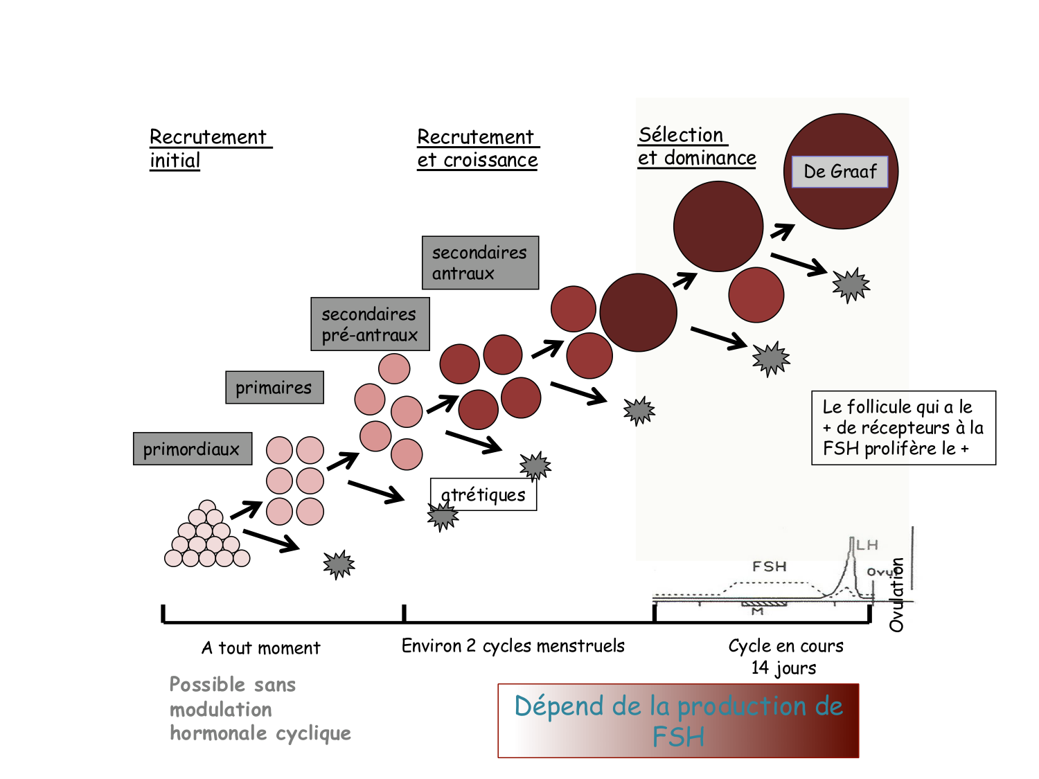 Physiologie reproductive féminine page 20