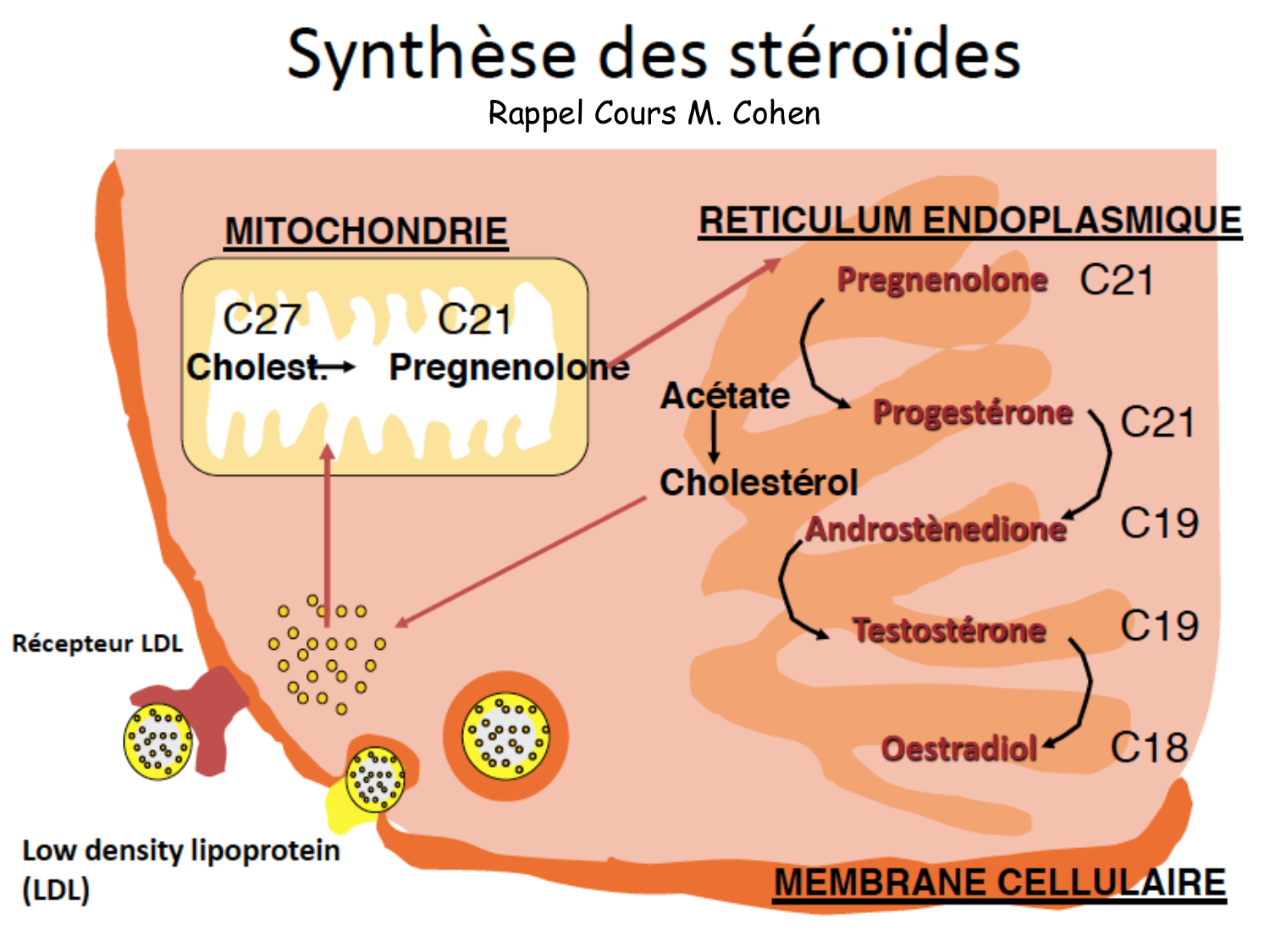 Physiologie reproductive féminine page 21