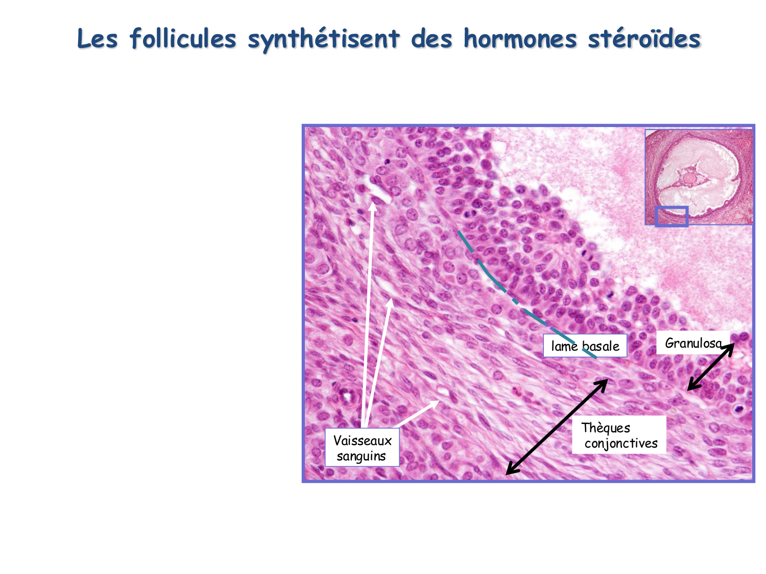 Physiologie reproductive féminine page 22
