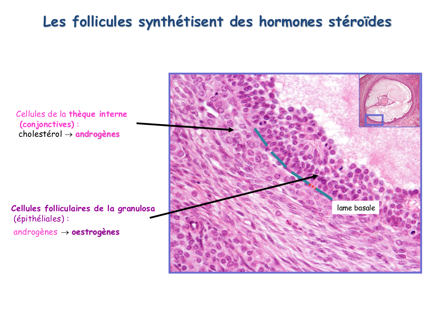 Physiologie reproductive féminine page 23