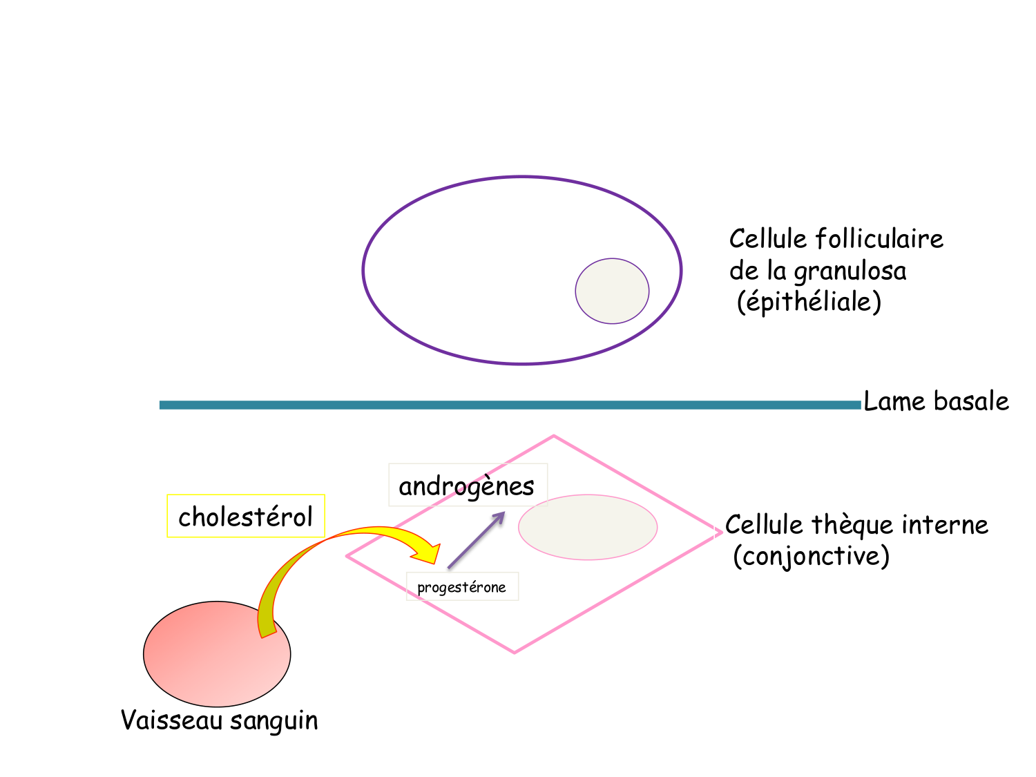 Physiologie reproductive féminine page 24