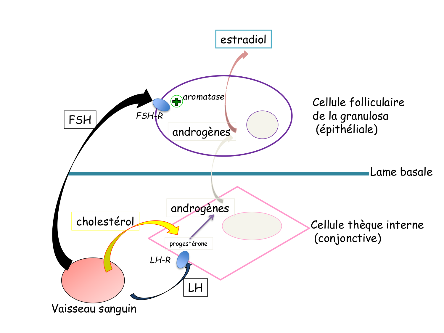 Physiologie reproductive féminine page 25