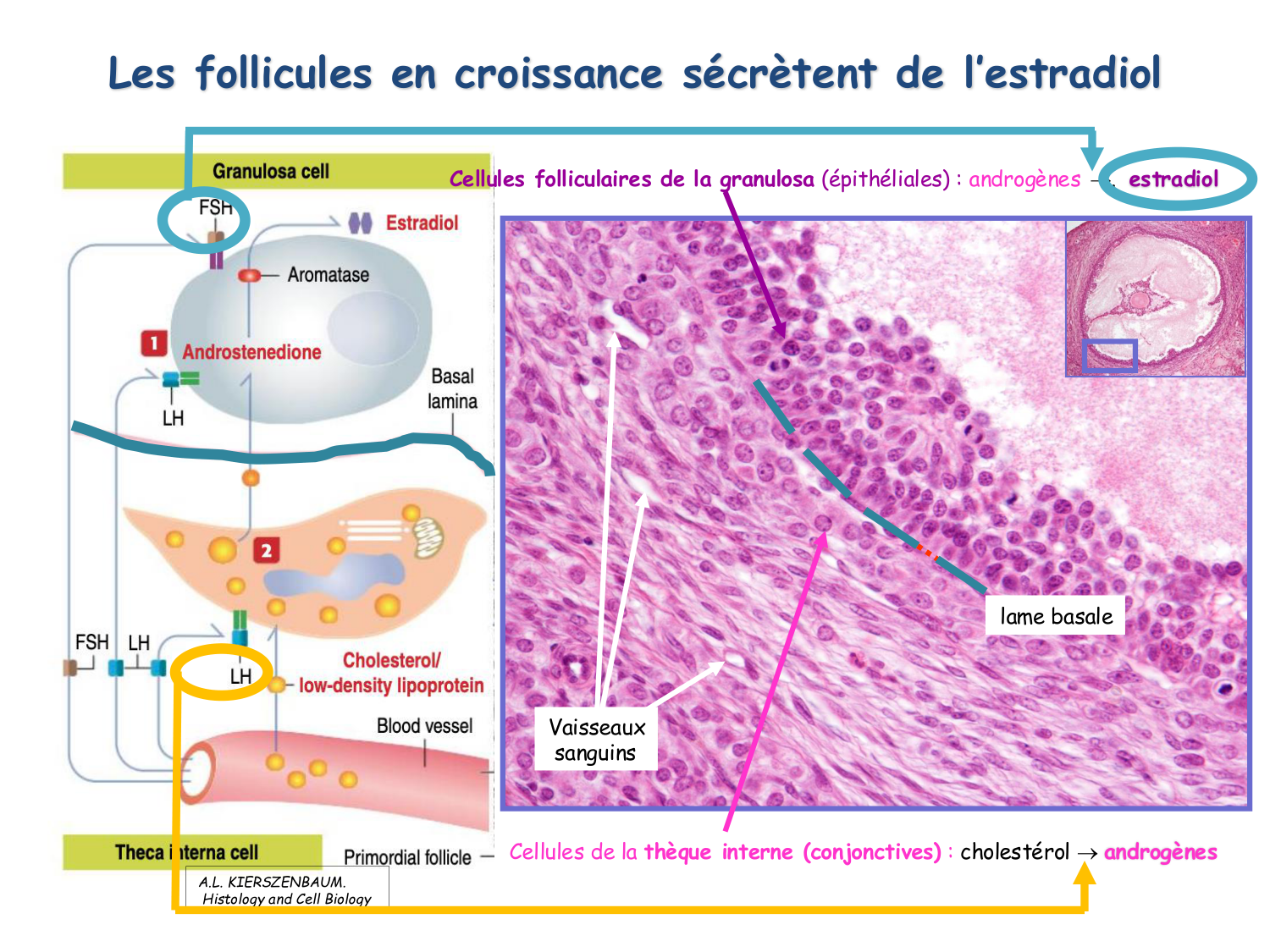 Physiologie reproductive féminine page 26