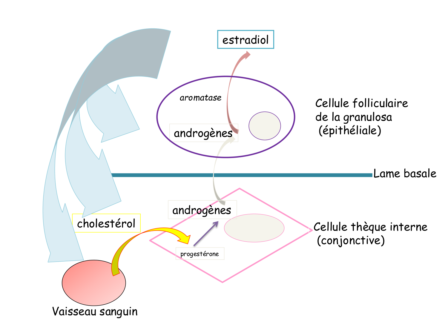 Physiologie reproductive féminine page 28