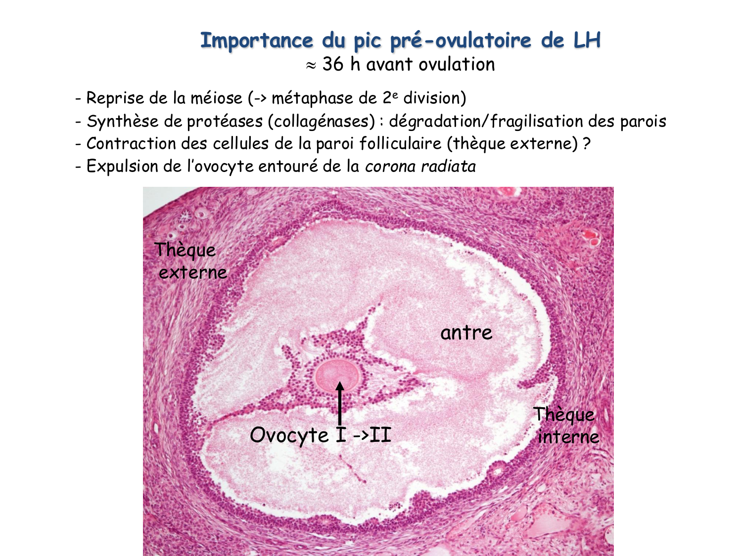 Physiologie reproductive féminine page 31