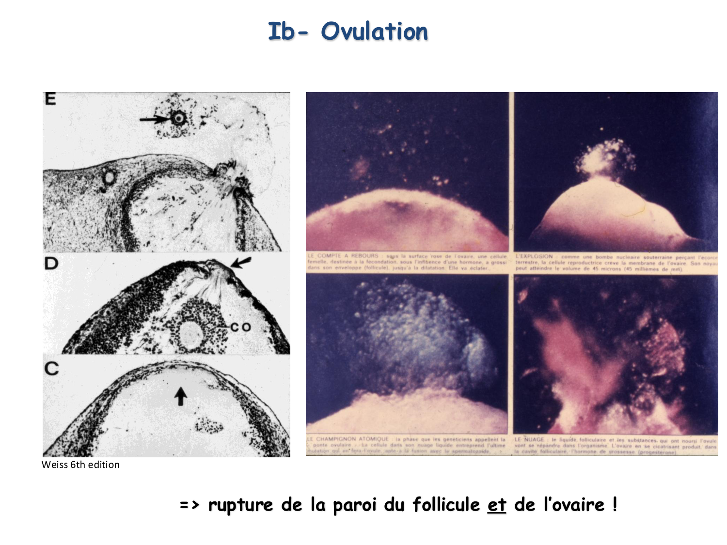 Physiologie reproductive féminine page 32