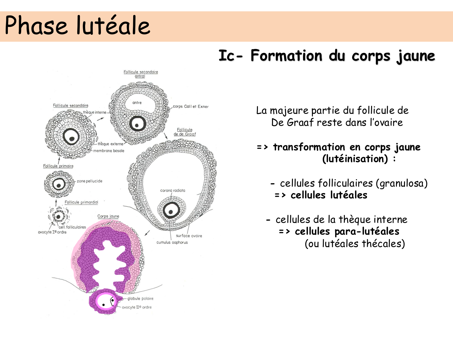 Physiologie reproductive féminine page 33