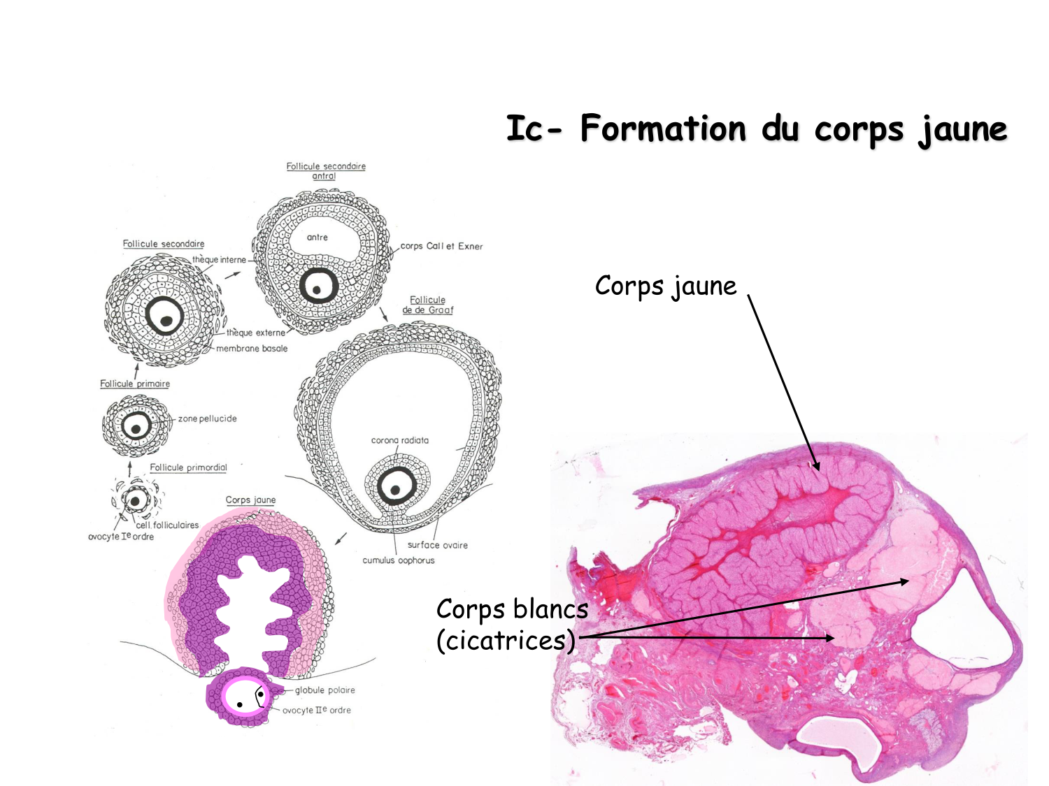 Physiologie reproductive féminine page 34