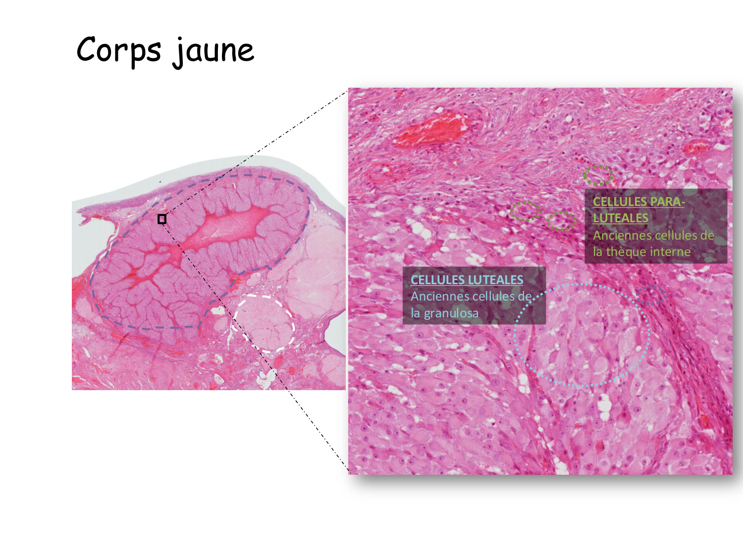Physiologie reproductive féminine page 35