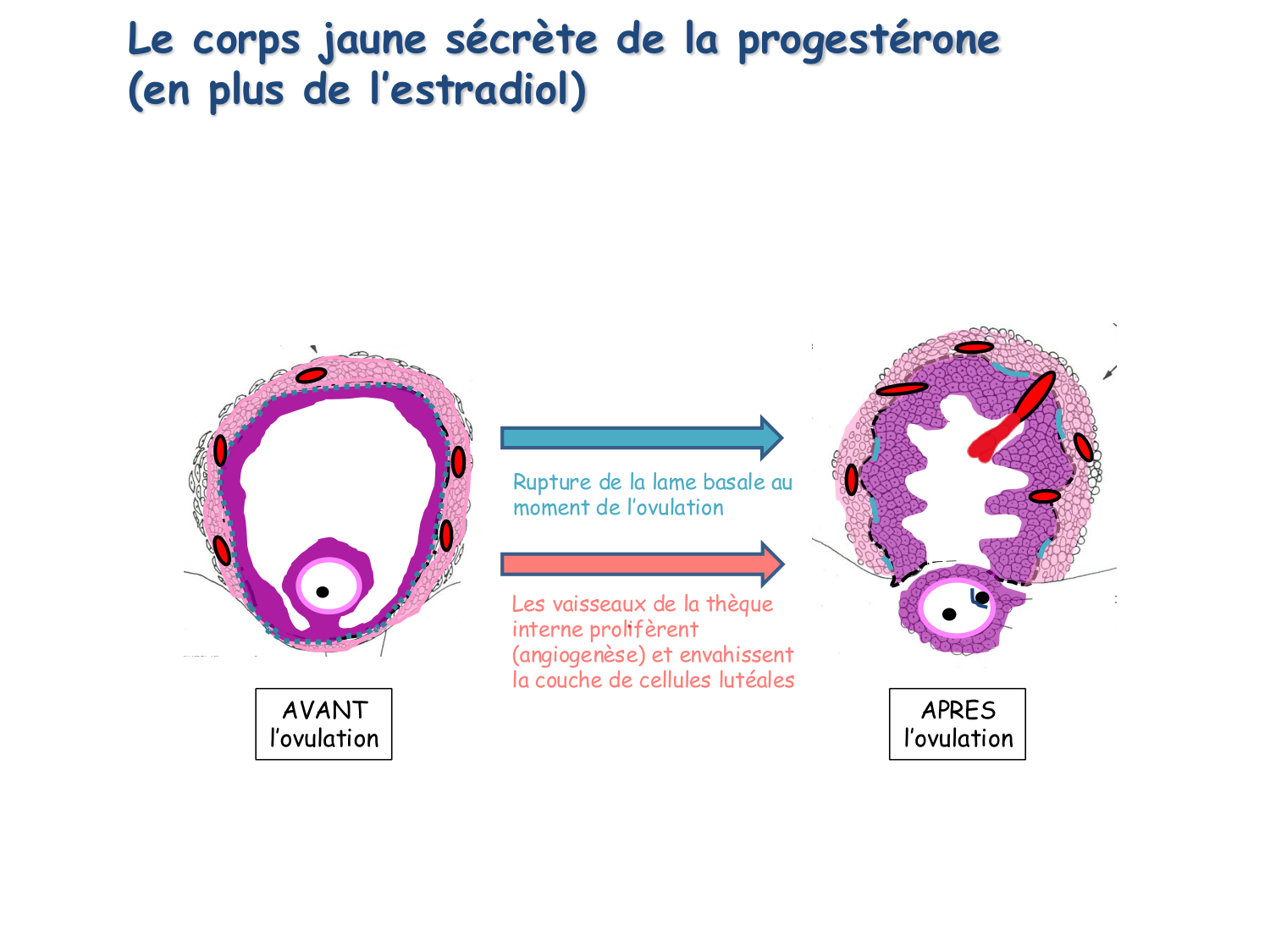 Physiologie reproductive féminine page 36