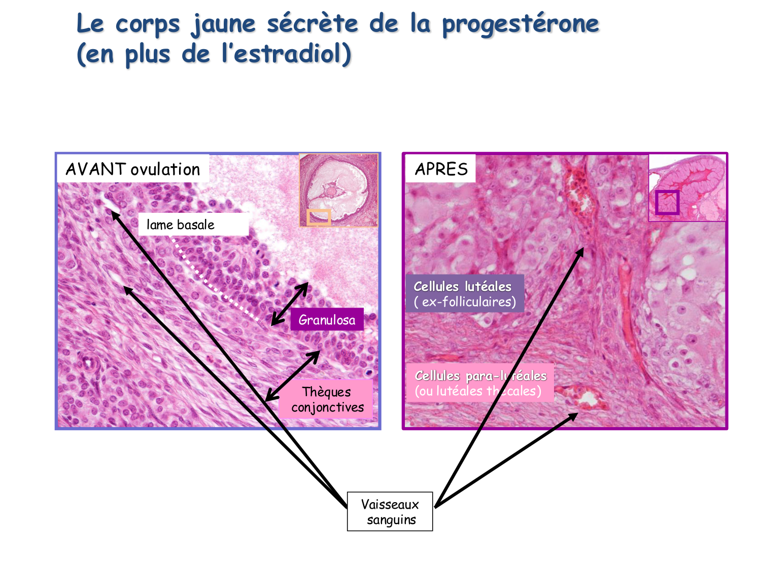 Physiologie reproductive féminine page 37