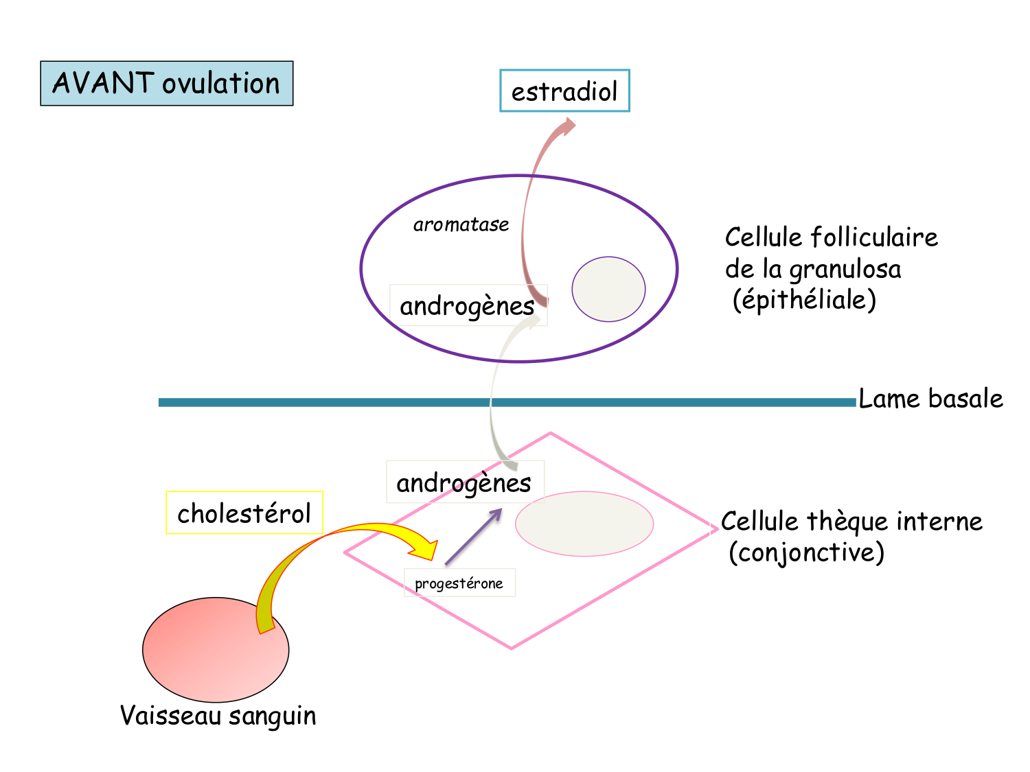Physiologie reproductive féminine page 38