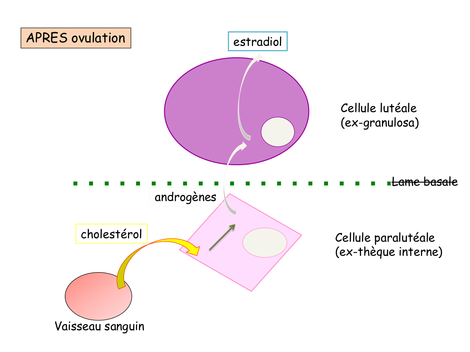 Physiologie reproductive féminine page 39
