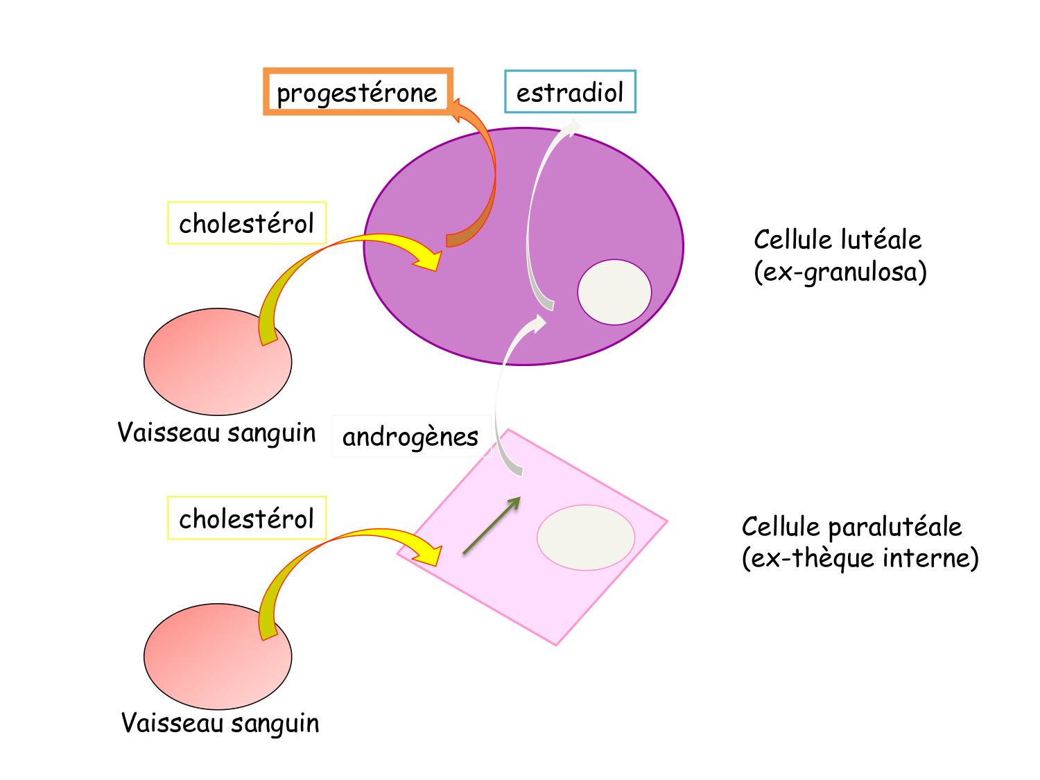 Physiologie reproductive féminine page 40