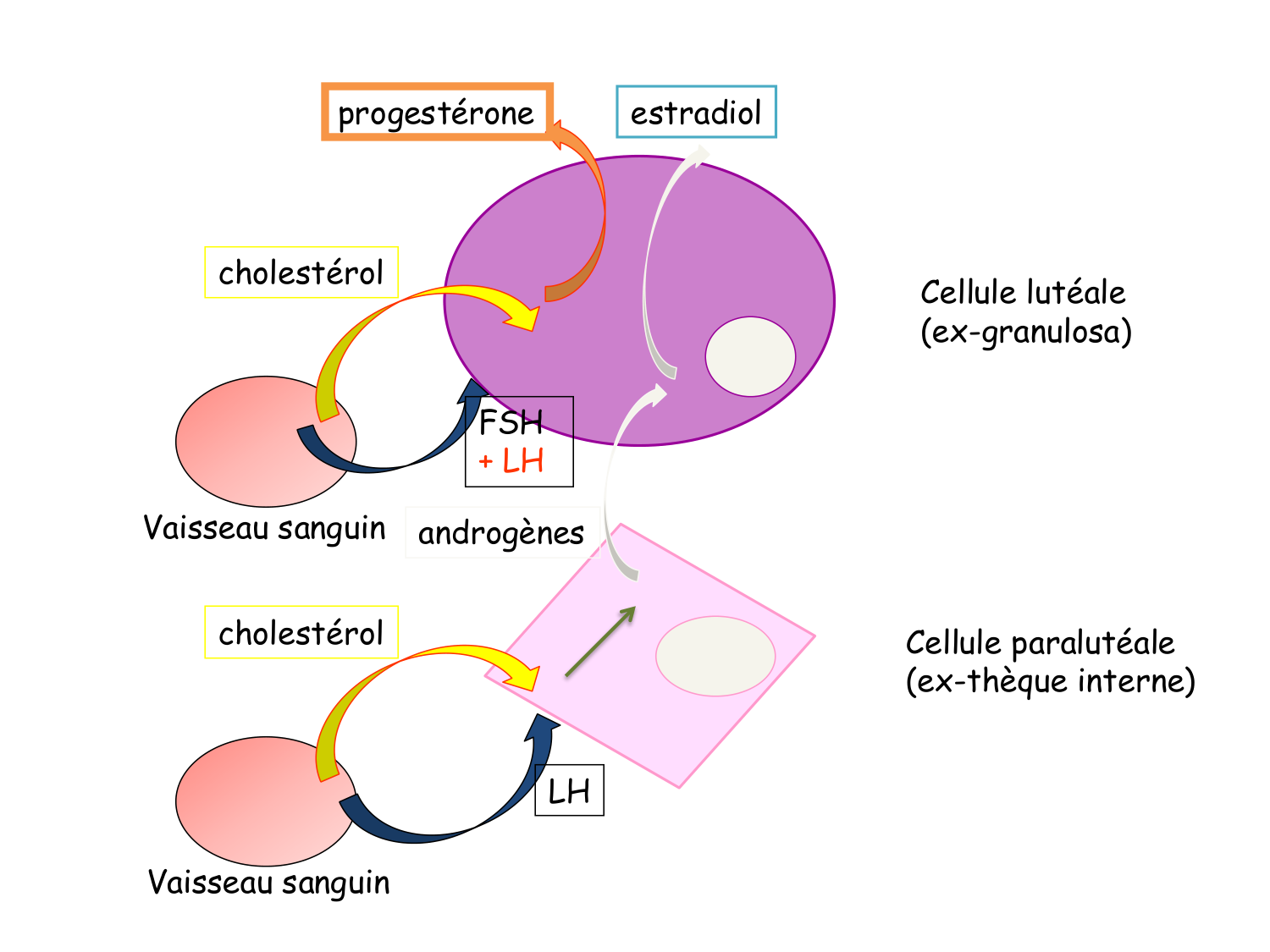 Physiologie reproductive féminine page 41