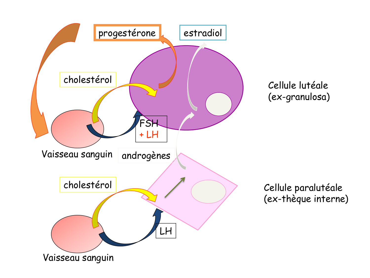 Physiologie reproductive féminine page 42