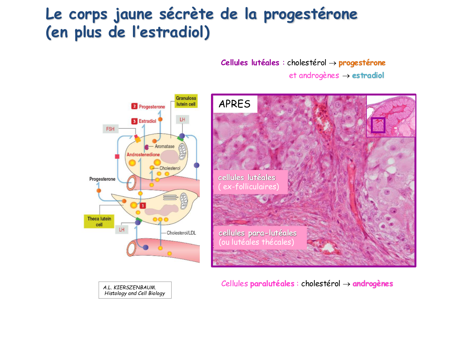 Physiologie reproductive féminine page 43