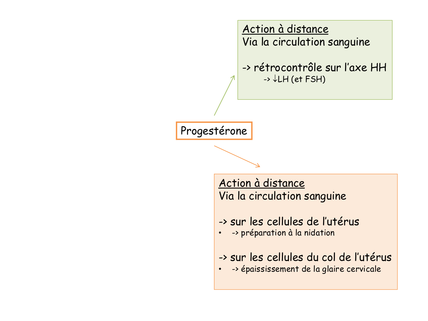 Physiologie reproductive féminine page 44