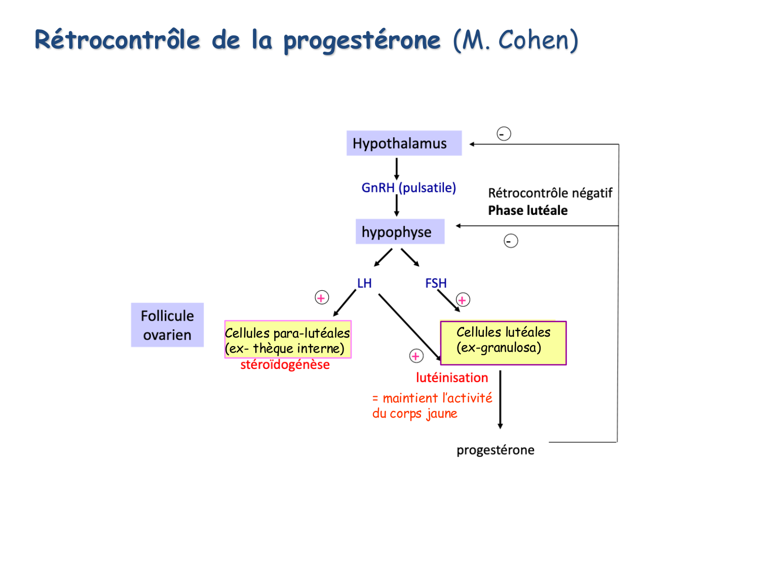 Physiologie reproductive féminine page 45