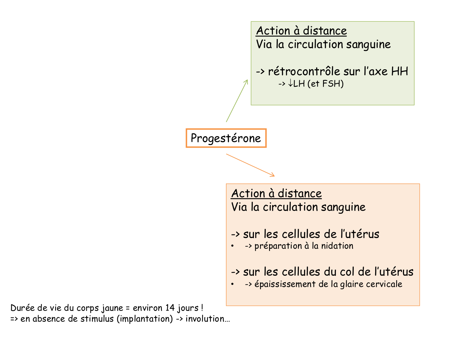Physiologie reproductive féminine page 46