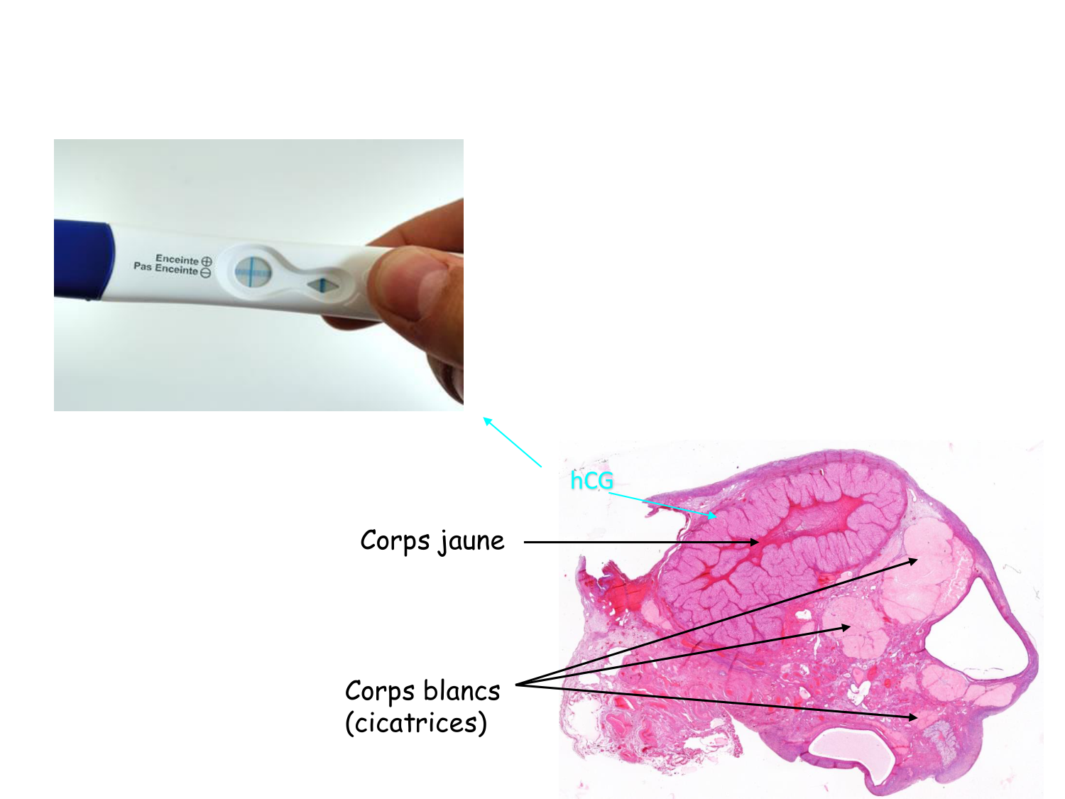 Physiologie reproductive féminine page 47