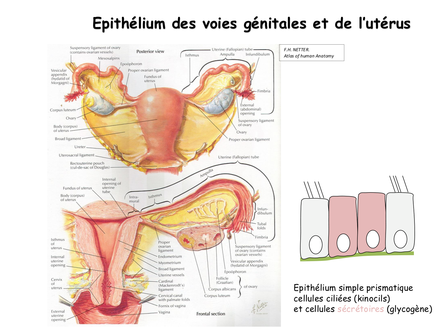 Physiologie reproductive féminine page 50