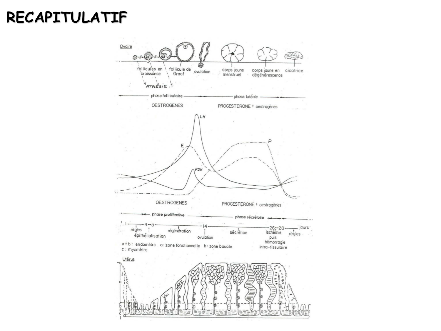 Physiologie reproductive féminine page 51