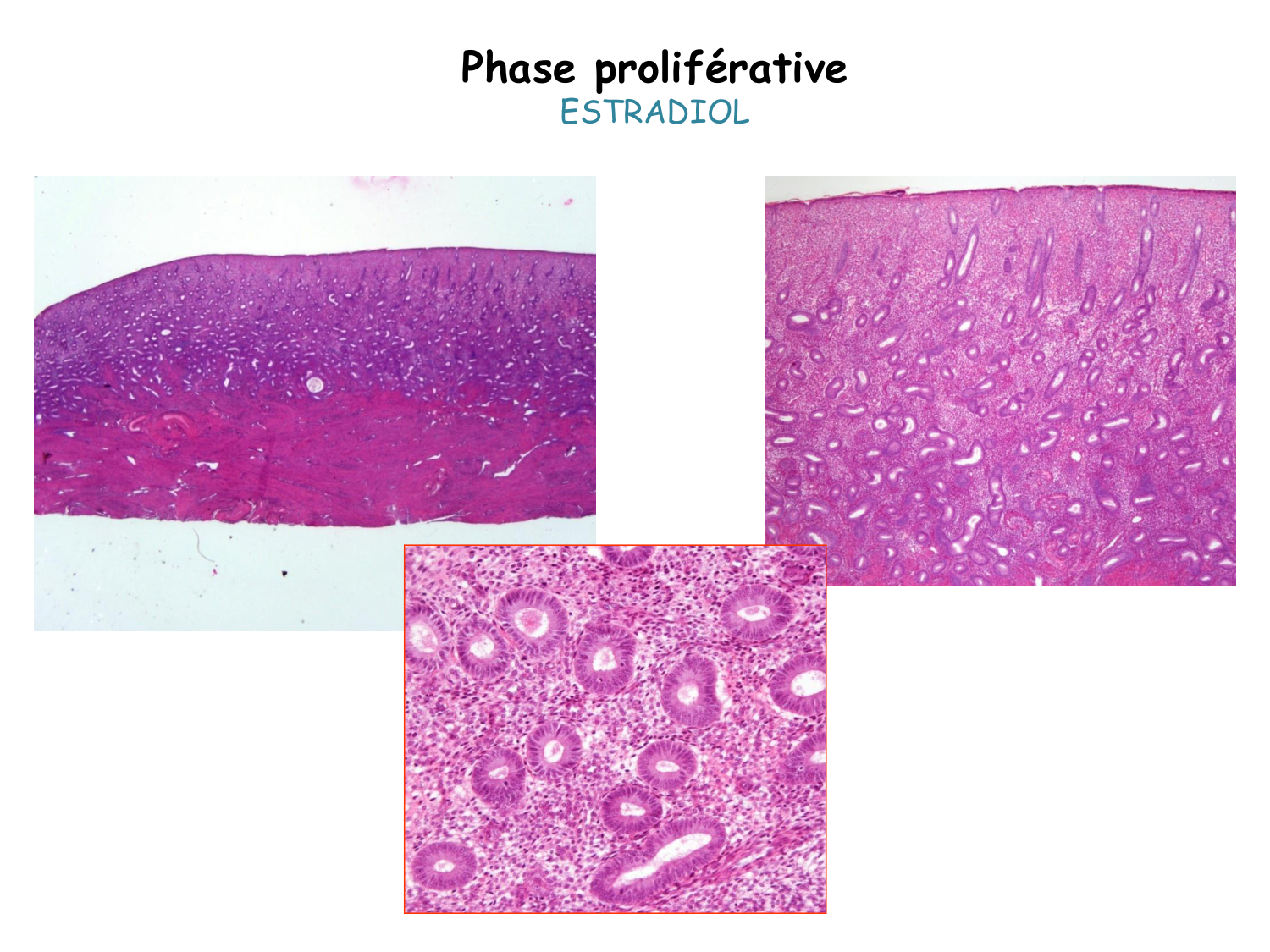 Physiologie reproductive féminine page 52