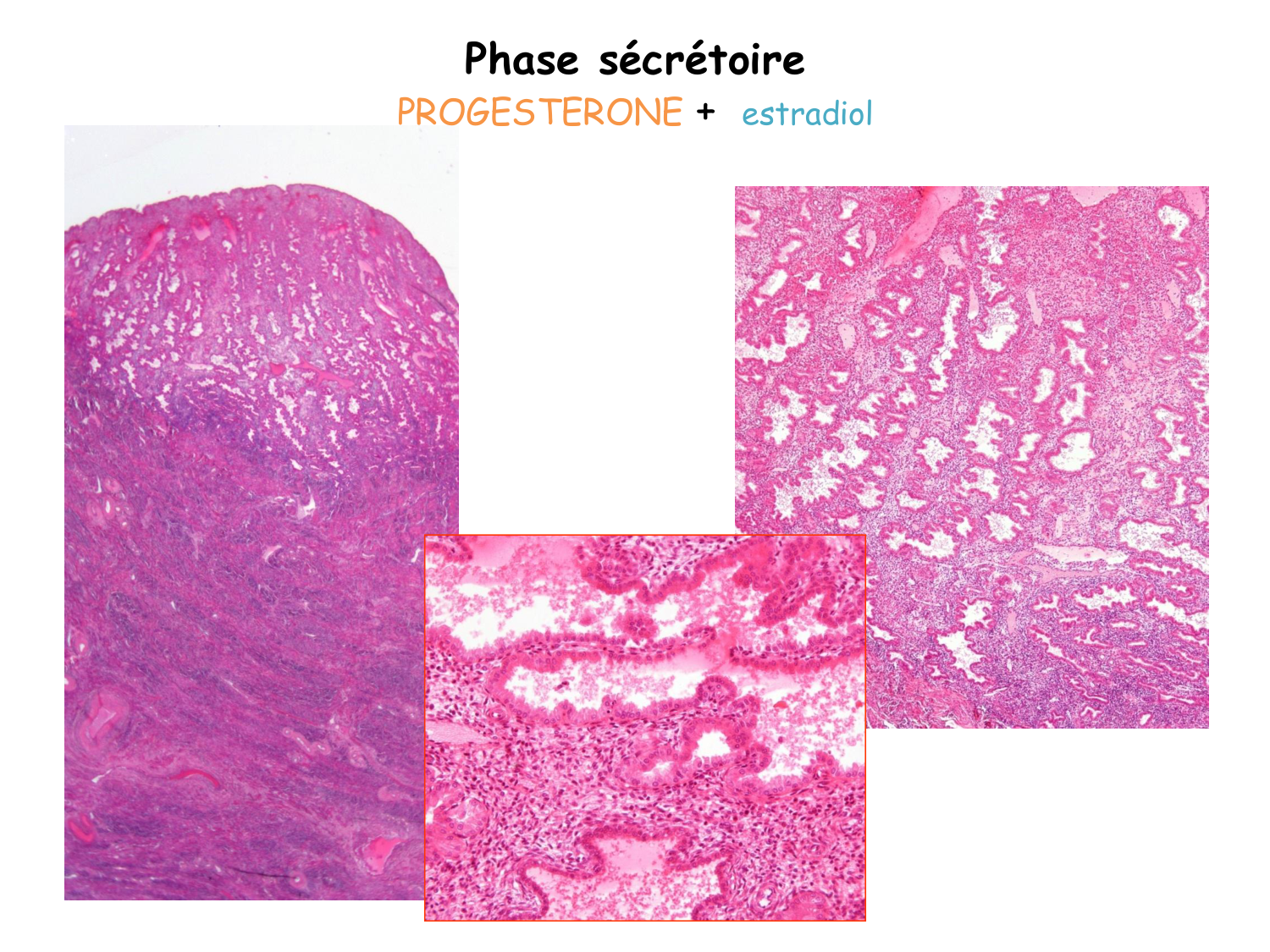 Physiologie reproductive féminine page 53