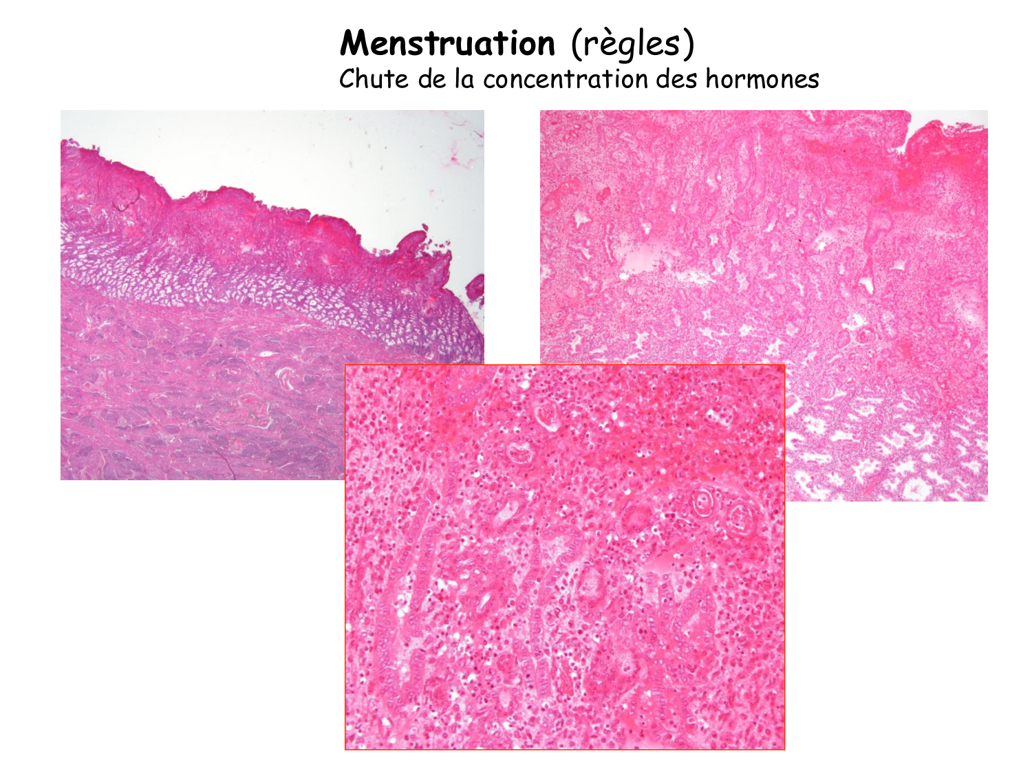 Physiologie reproductive féminine page 54