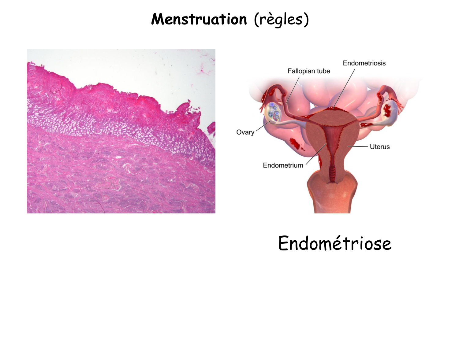 Physiologie reproductive féminine page 55