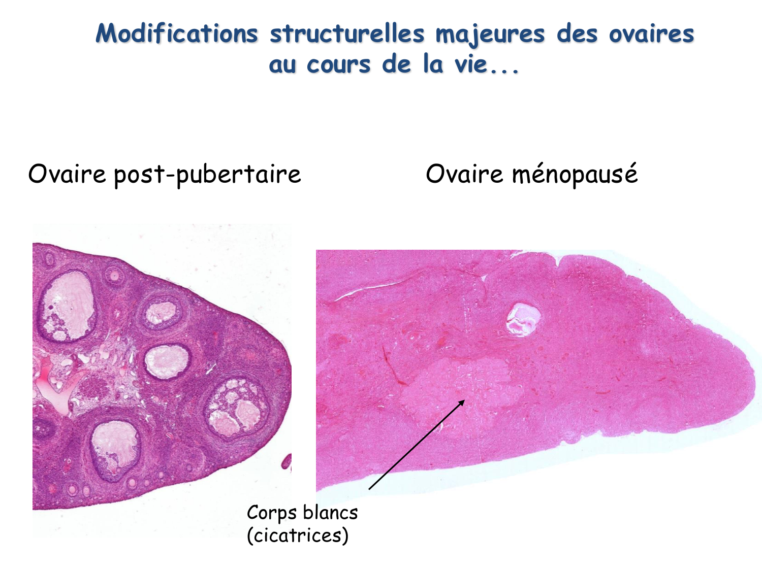 Physiologie reproductive féminine page 56