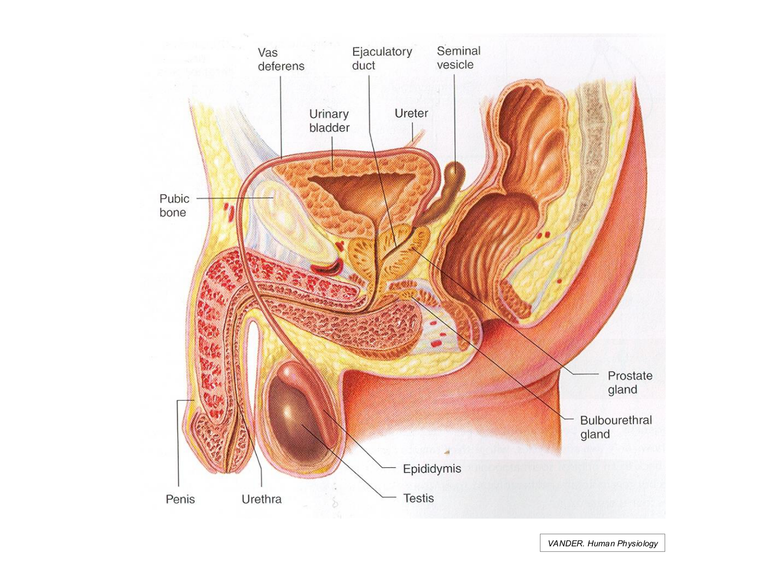 Physiologie reproductive masculine page 5