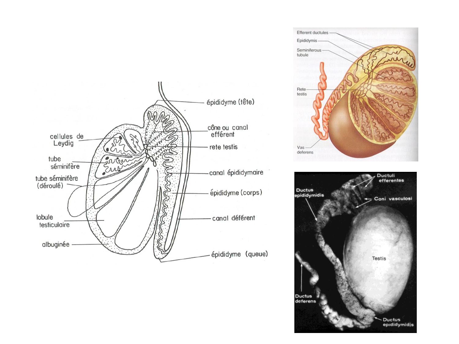 Physiologie reproductive masculine page 6