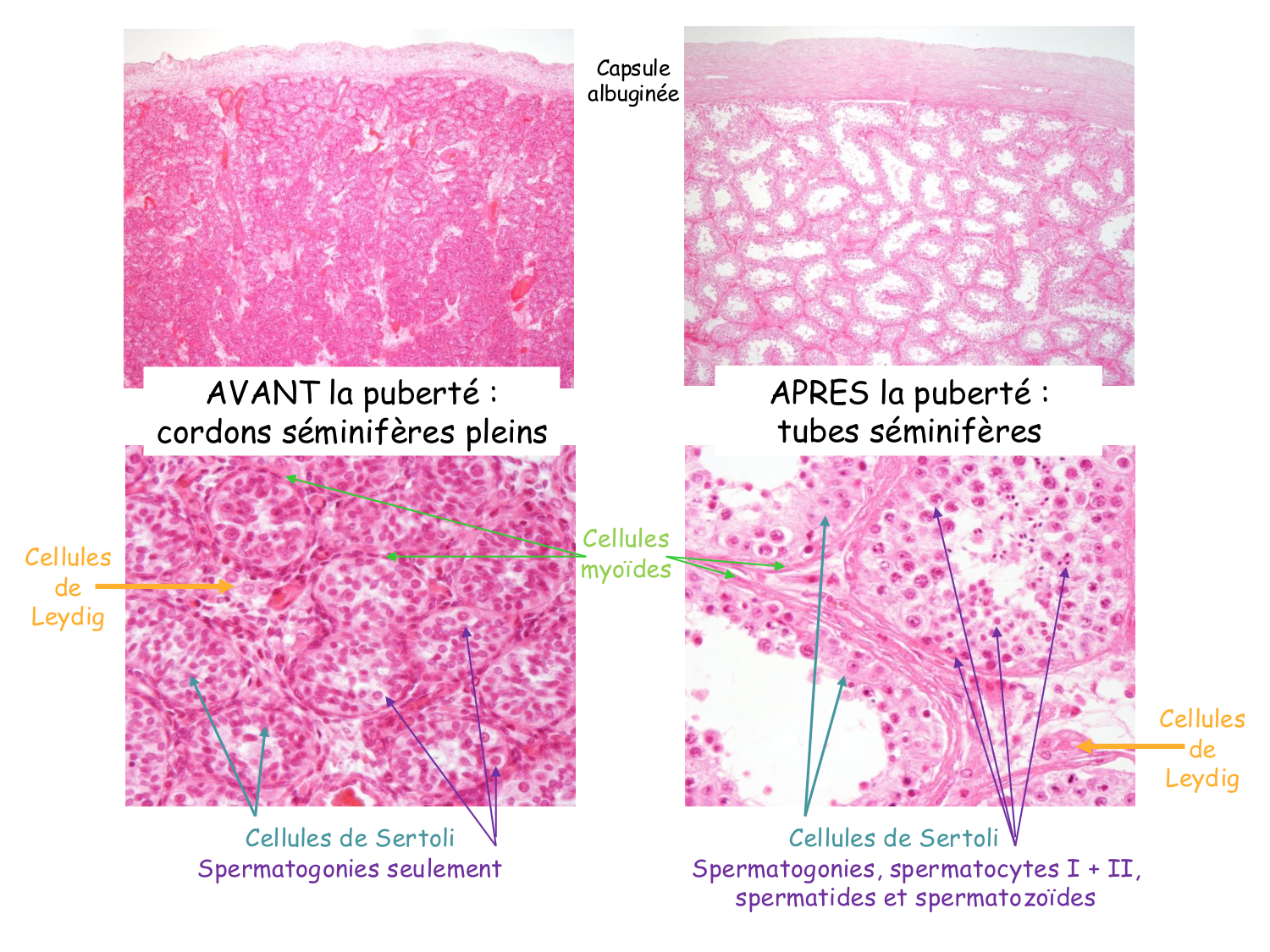 Physiologie reproductive masculine page 7