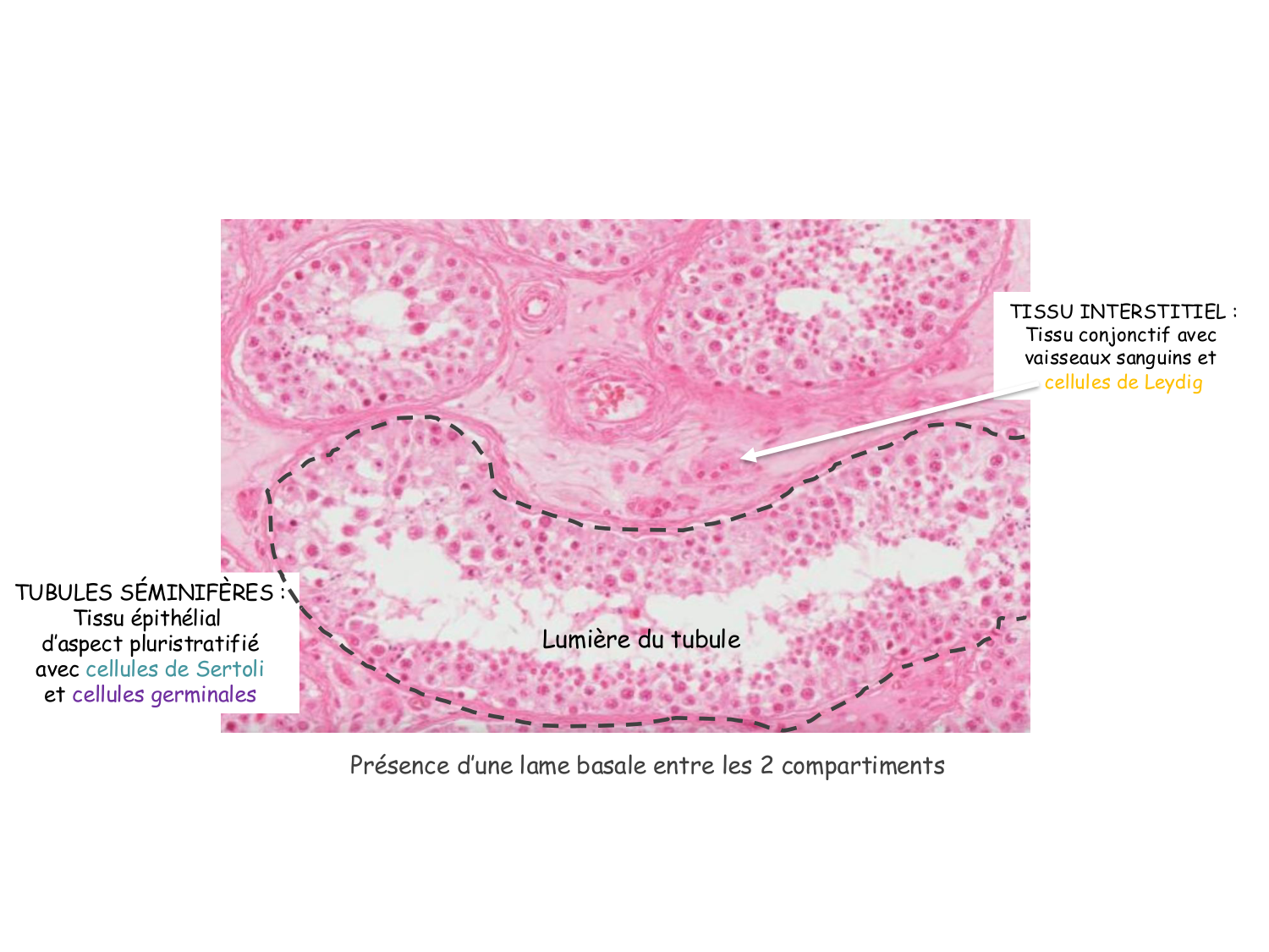 Physiologie reproductive masculine page 8
