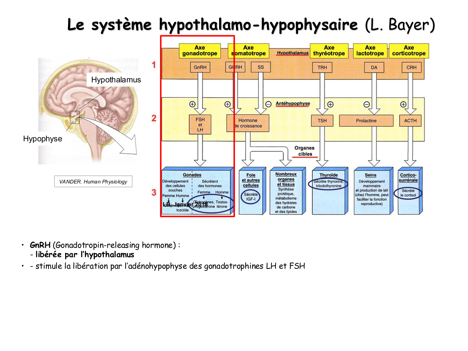 Physiologie reproductive masculine page 9