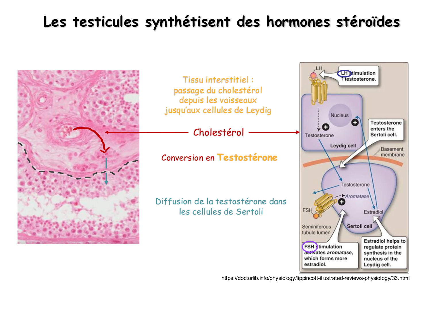 Physiologie reproductive masculine page 10