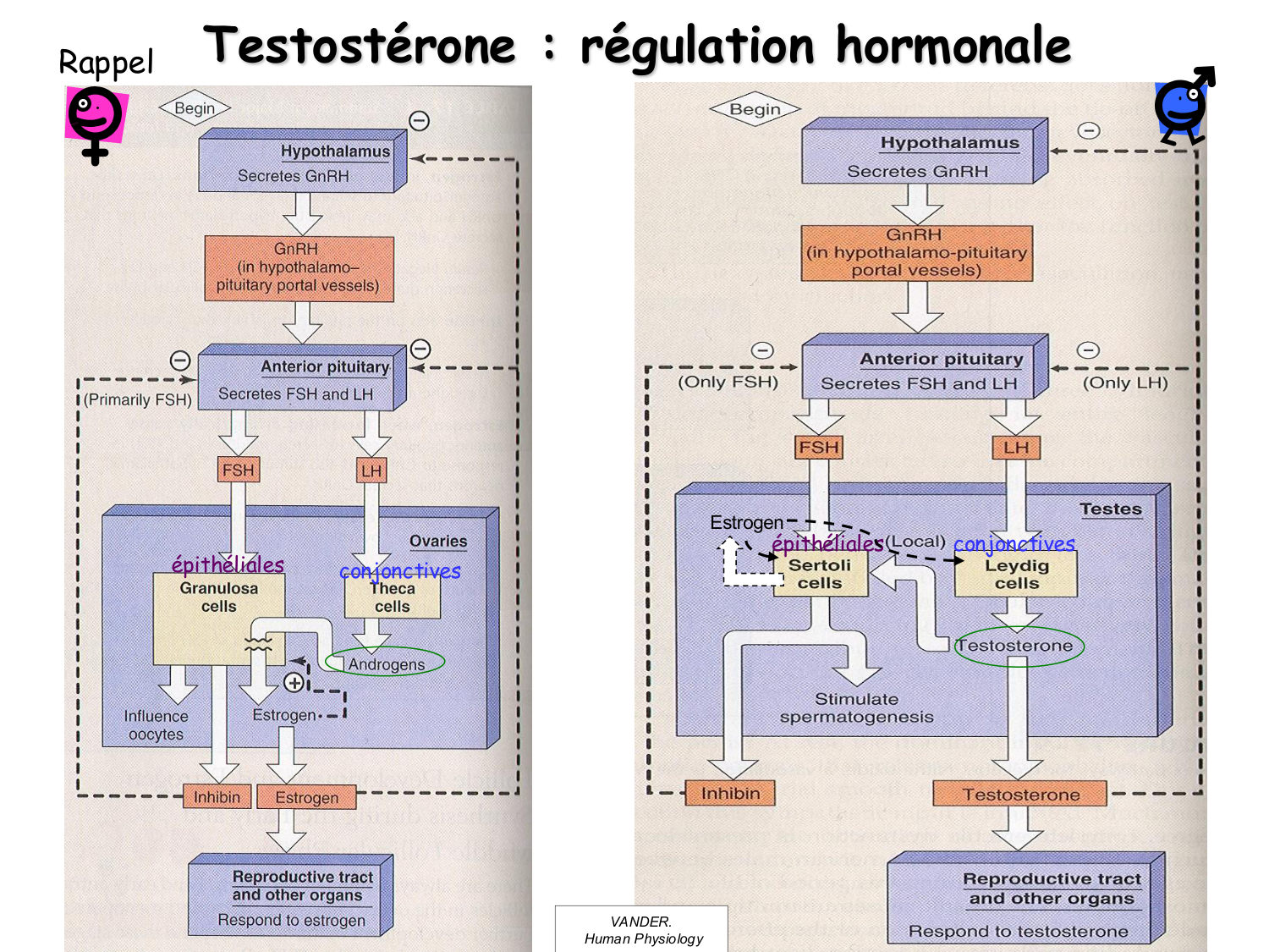 Physiologie reproductive masculine page 12