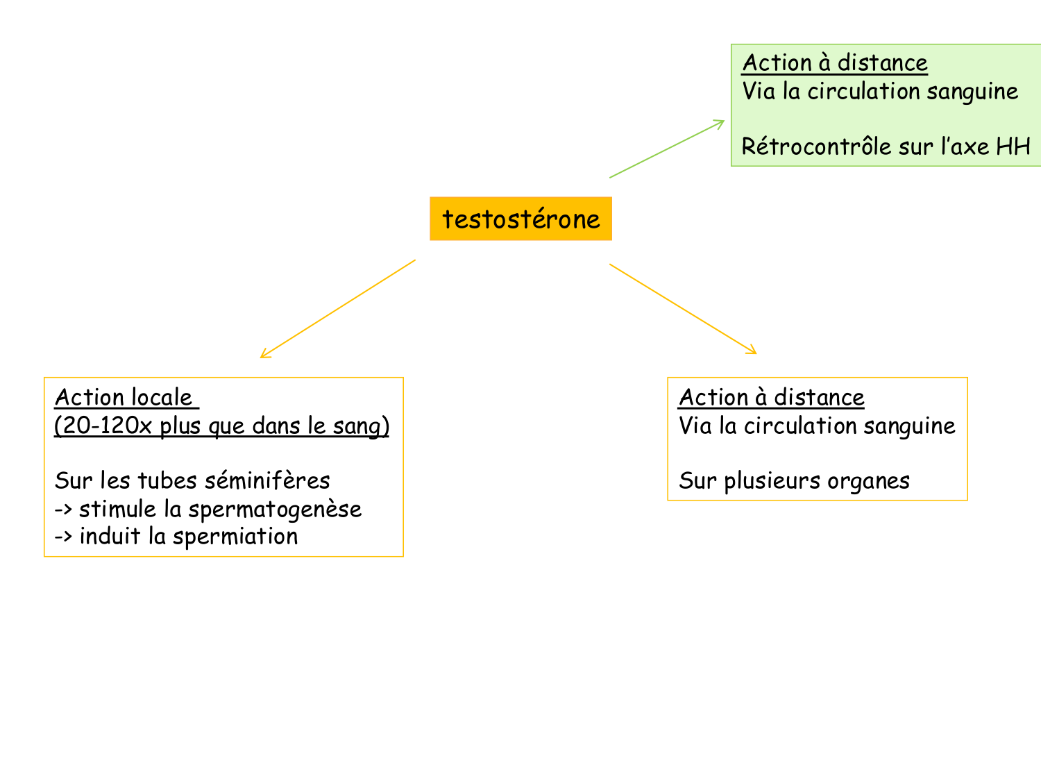 Physiologie reproductive masculine page 13