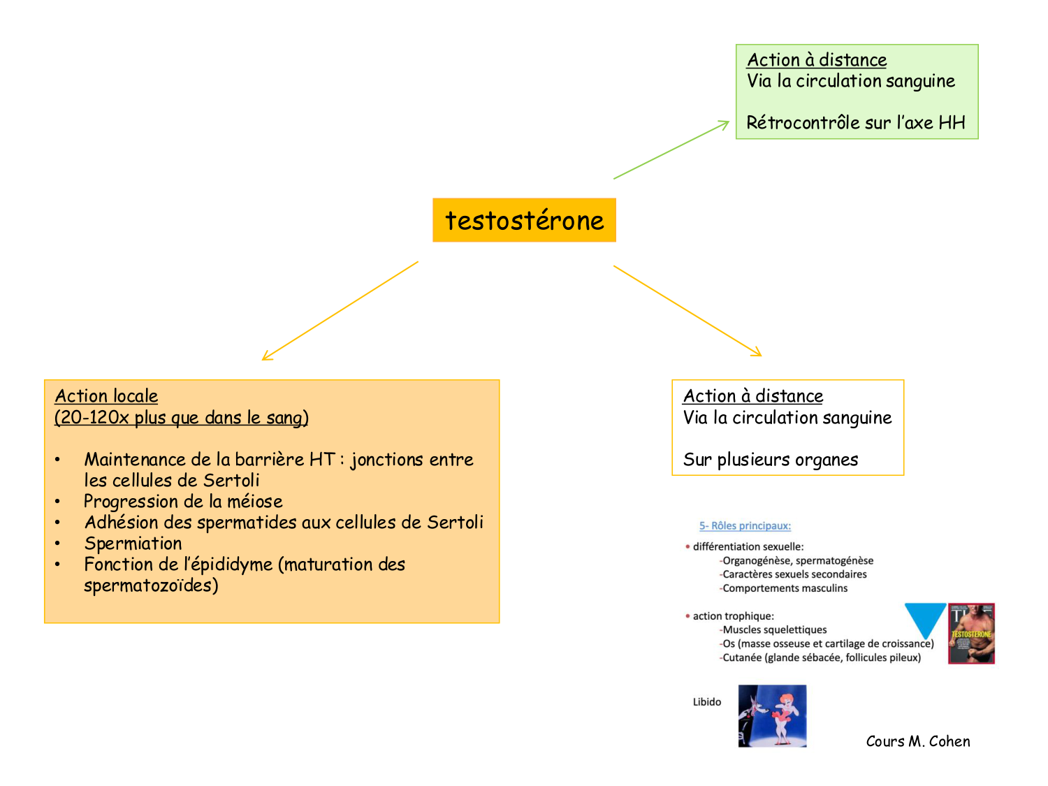 Physiologie reproductive masculine page 14