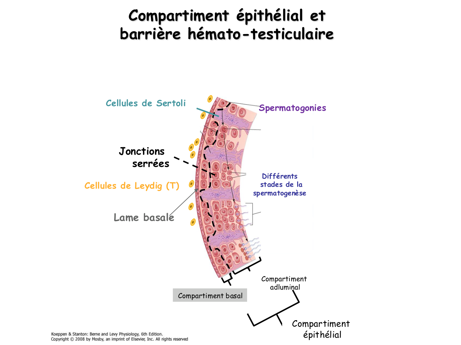 Physiologie reproductive masculine page 15