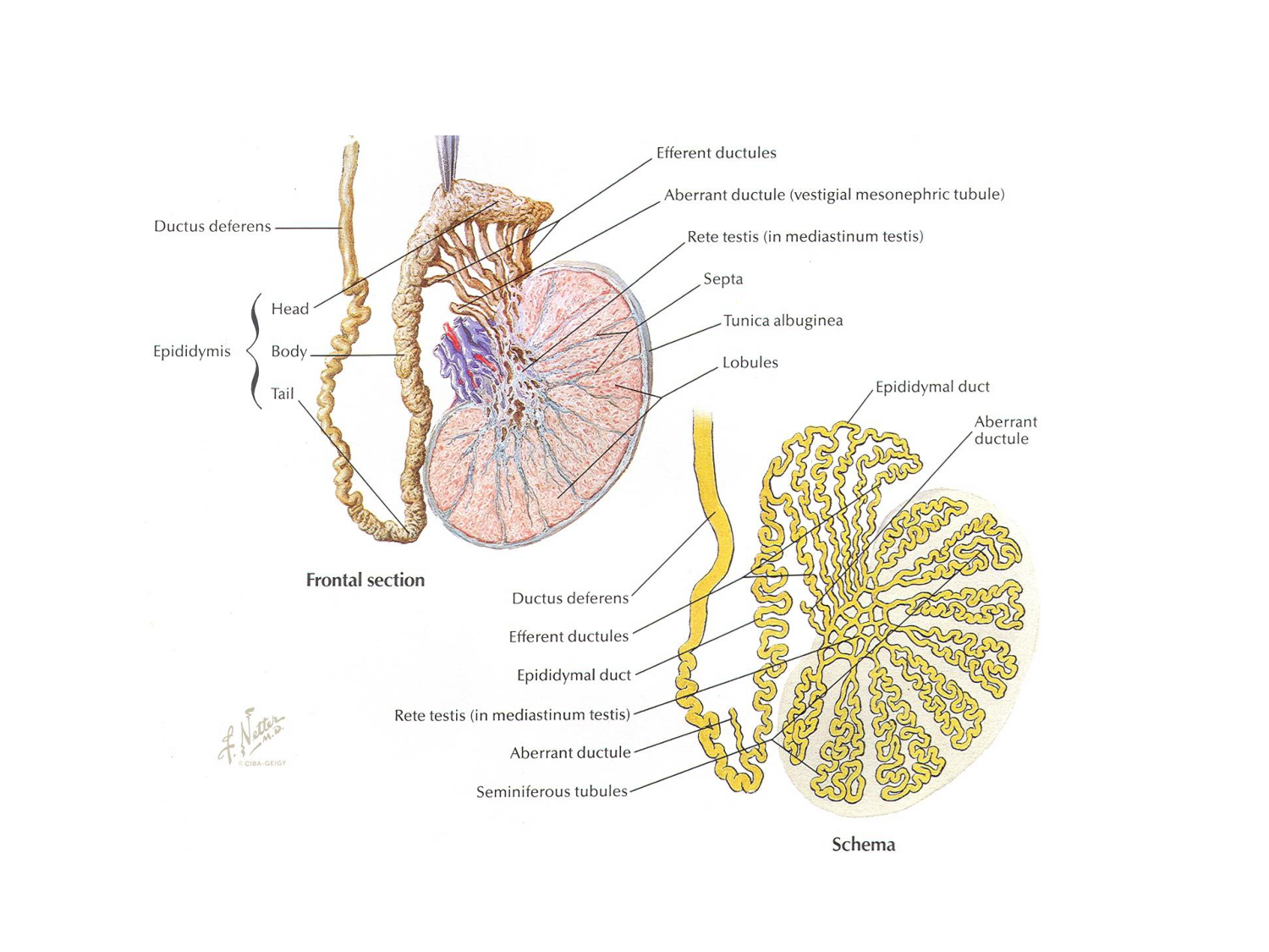 Physiologie reproductive masculine page 18