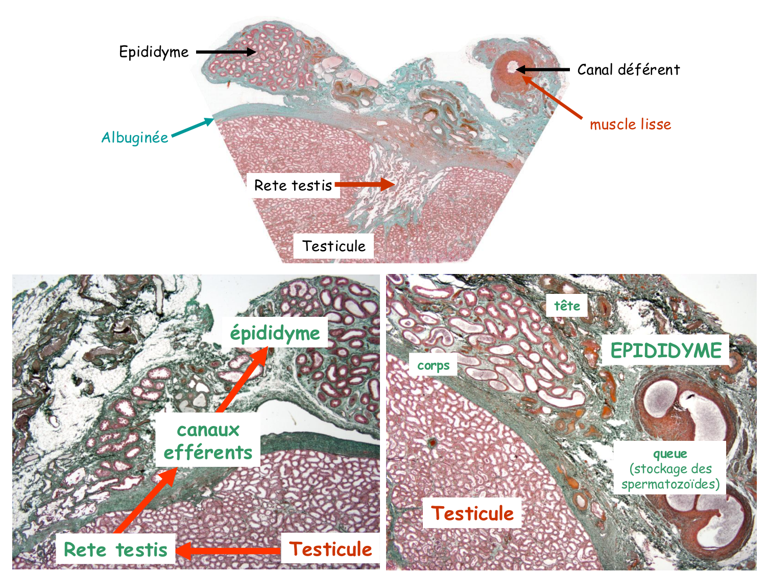 Physiologie reproductive masculine page 19